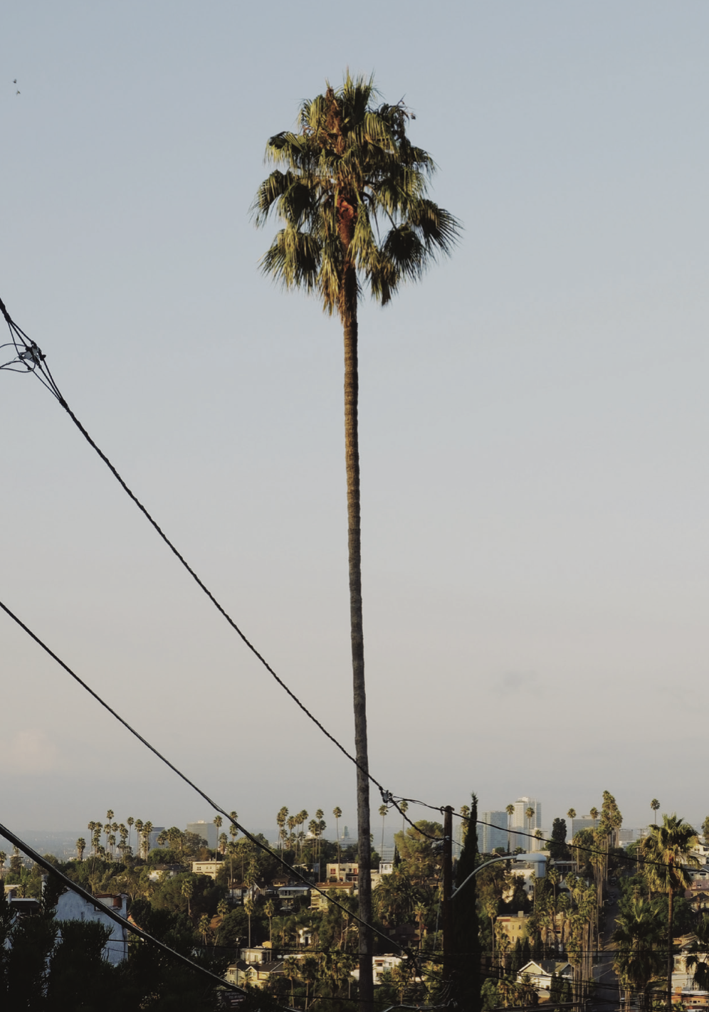 A palm above the Silver Lake rooftops
