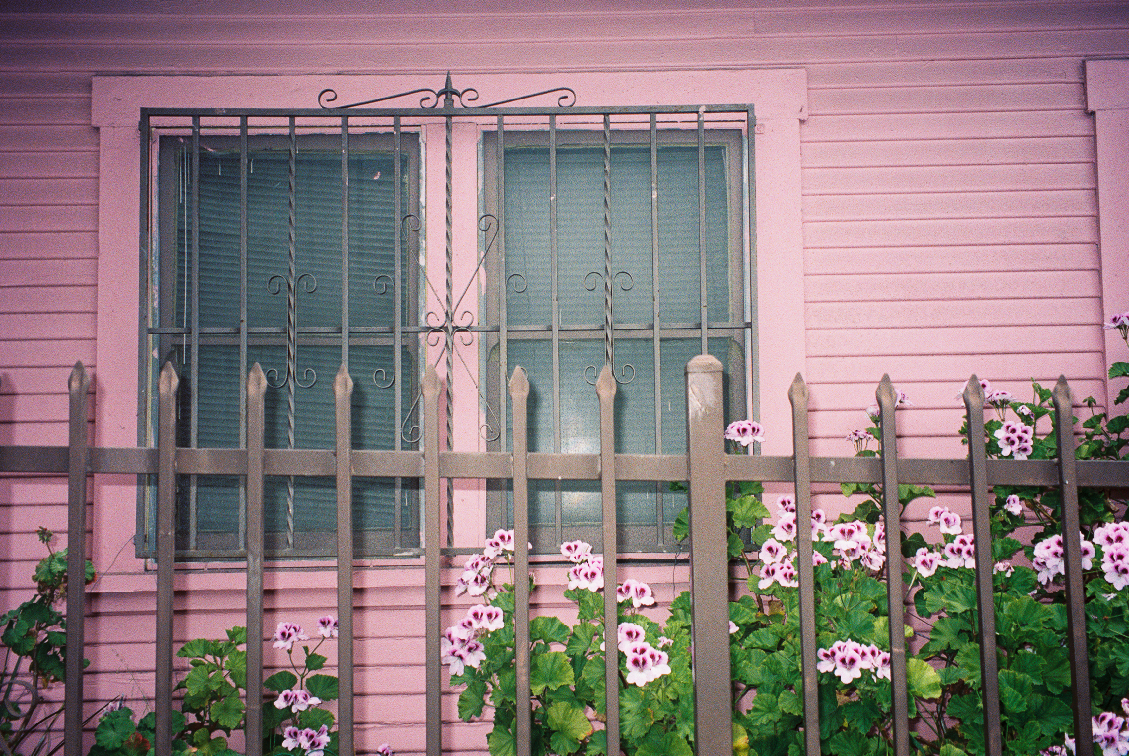 A pink house and geraniums in Silver Lake