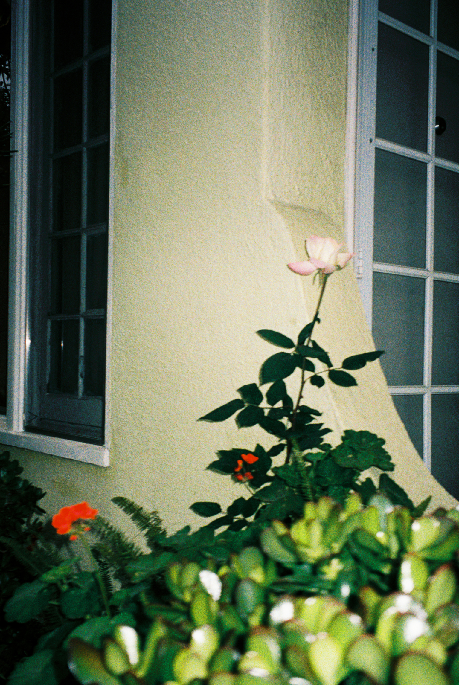 A rose against a stucco wall